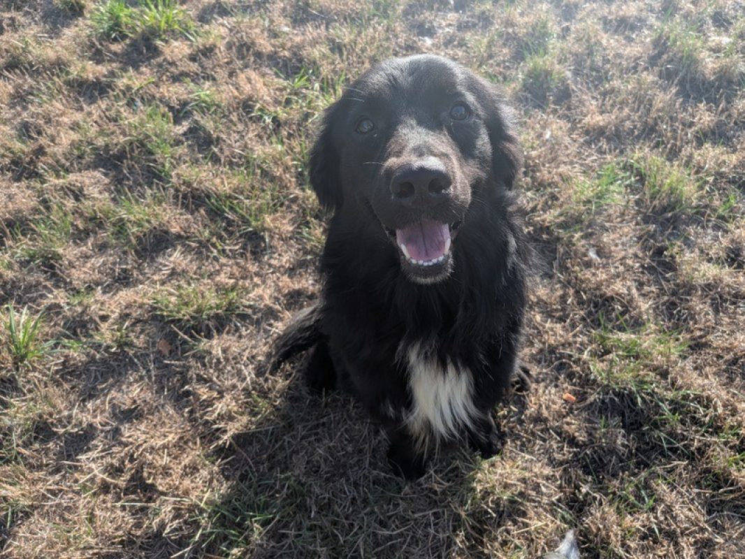 Winnie - Chien à adopter - photo 2