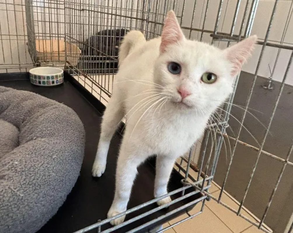 Chantilly - Chat Européen à adopter