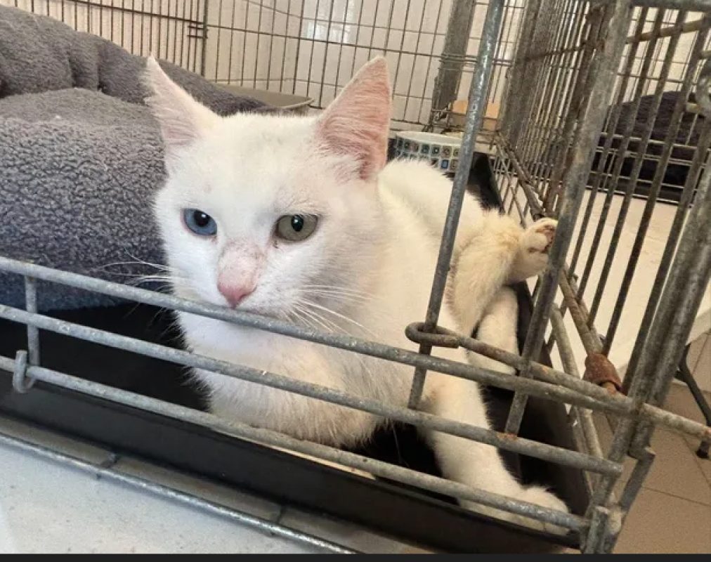 Chantilly - Chat Européen à adopter - photo 2