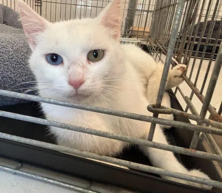 Chantilly - Chat Européen à adopter - photo 3