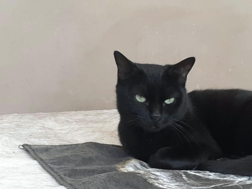 Fantomette - Chat Européen à adopter