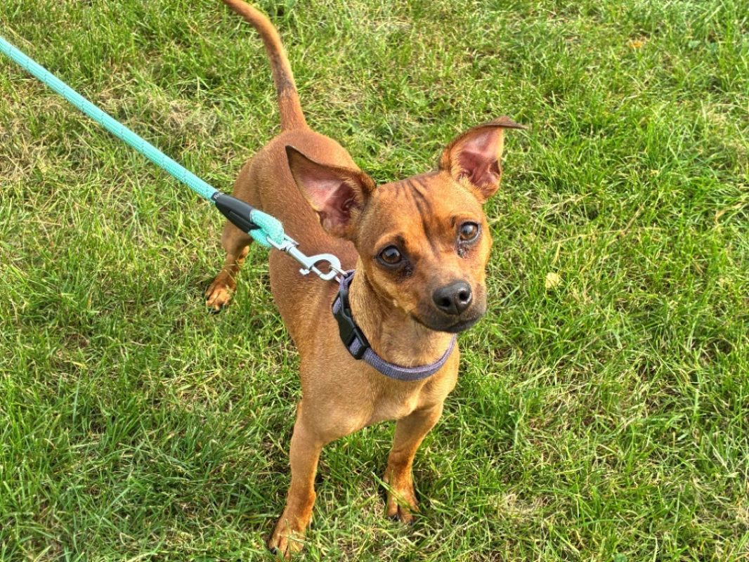 Pogo - Chien à adopter