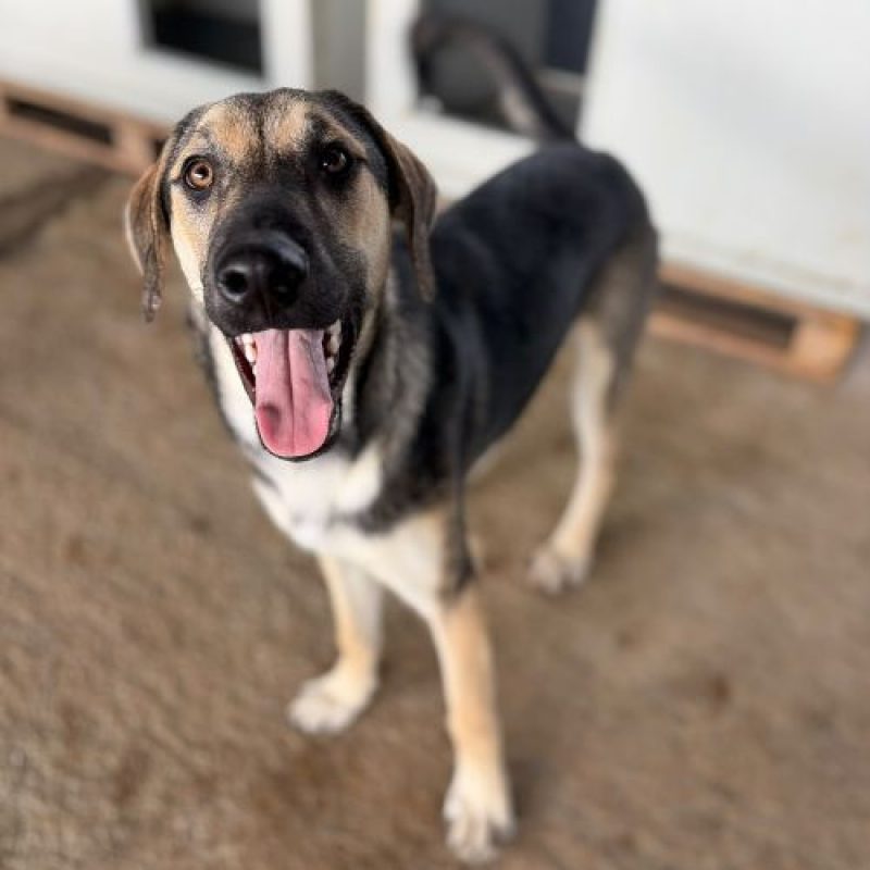 HERMAN - Chien à adopter