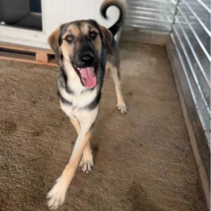 HERMAN - Chien à adopter - photo 4