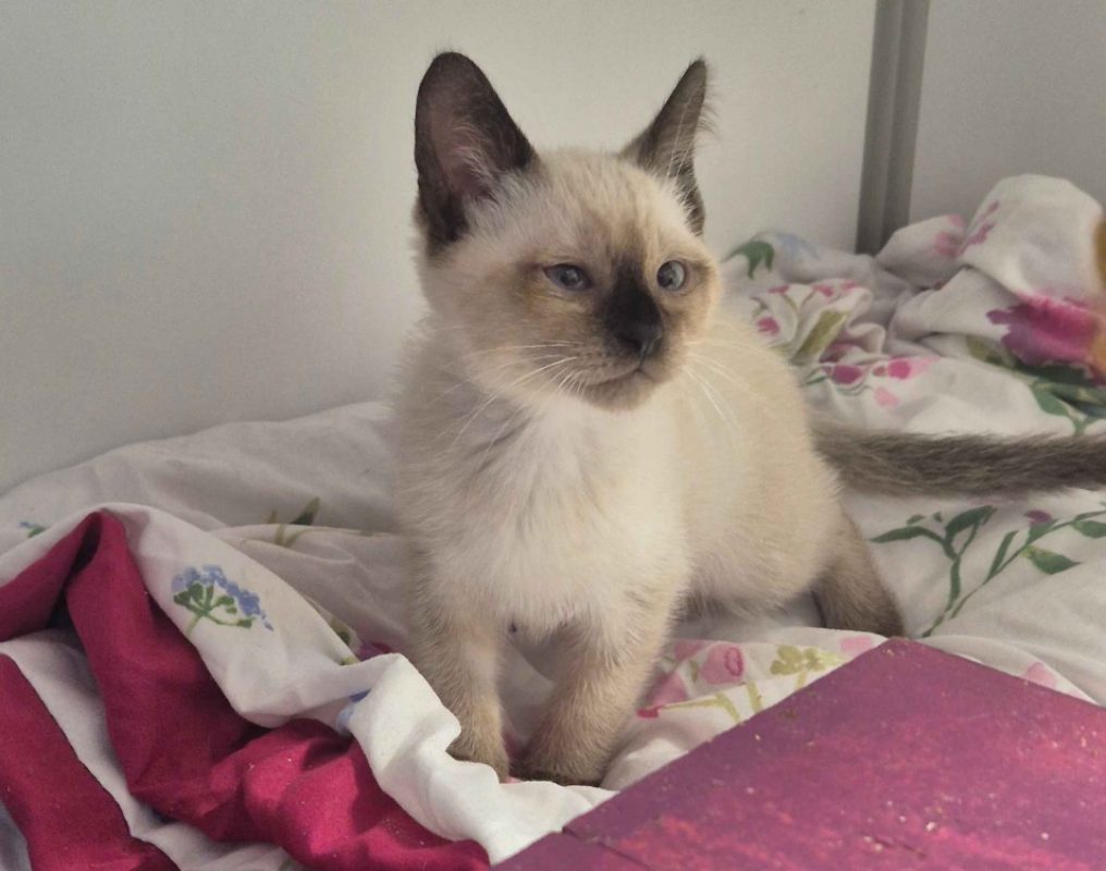 Brownie - Chat Européen à adopter