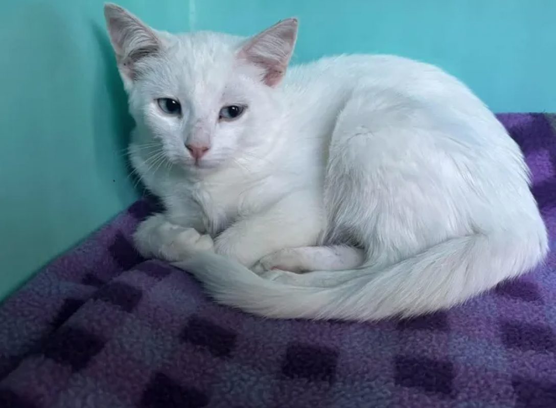 Perle - Chat Européen à adopter