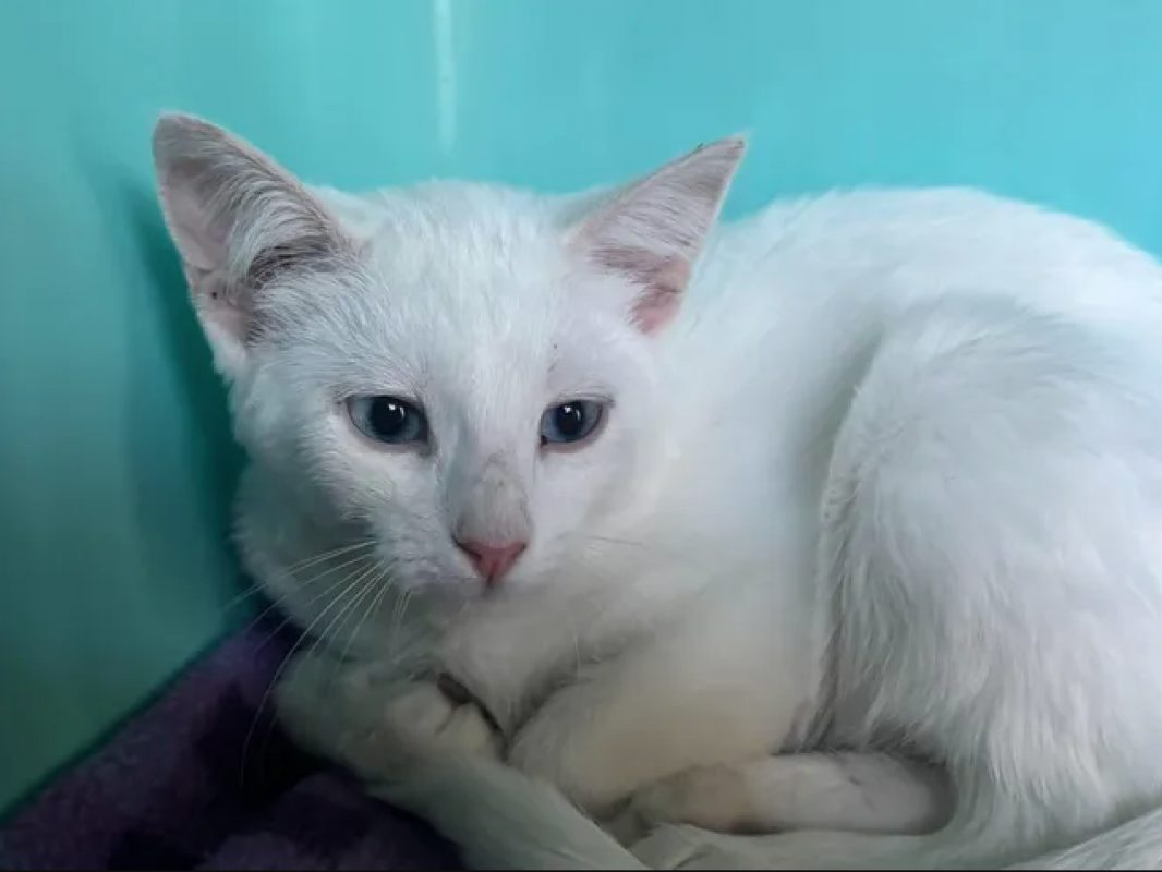 Perle - Chat Européen à adopter - photo 2