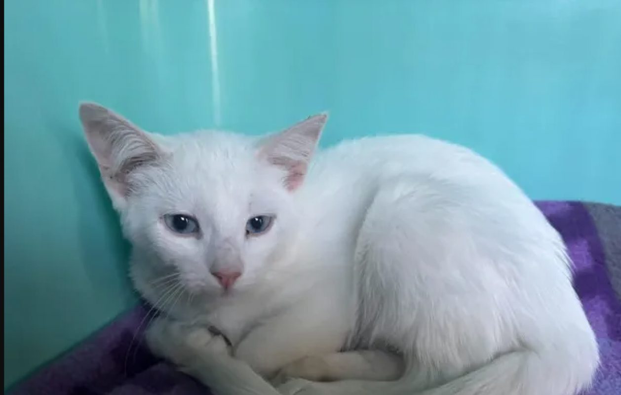 Perle - Chat Européen à adopter - photo 3
