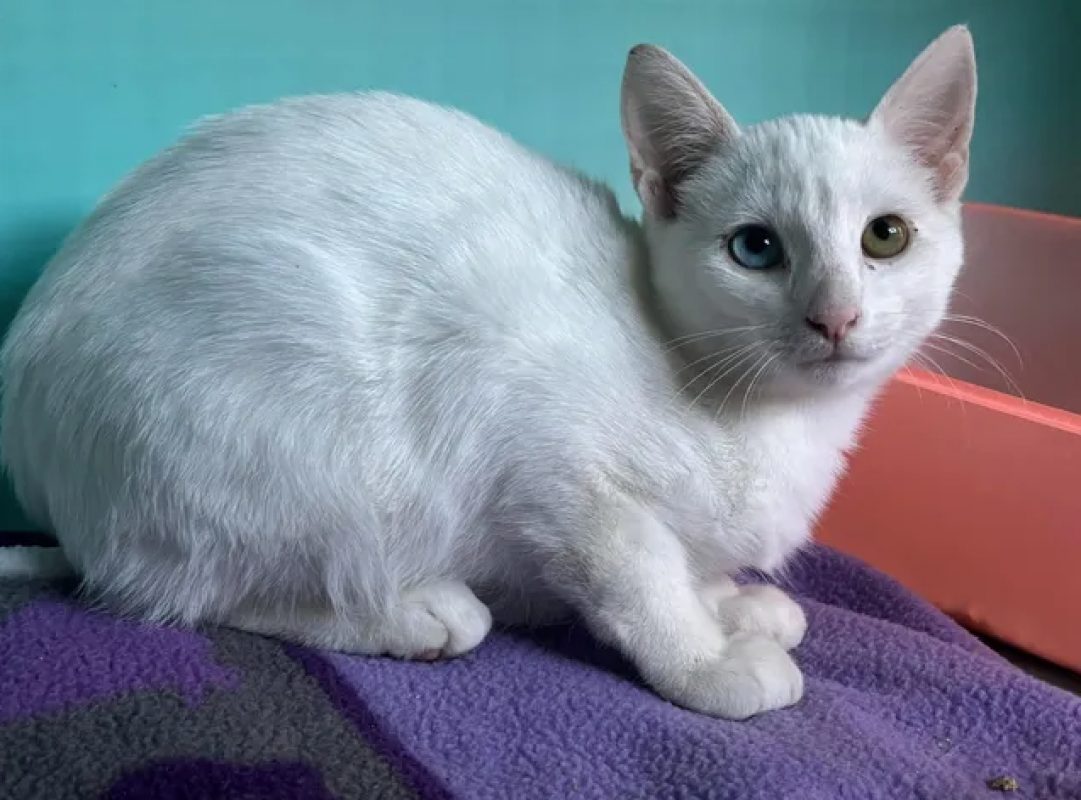 Casper - Chat Européen à adopter