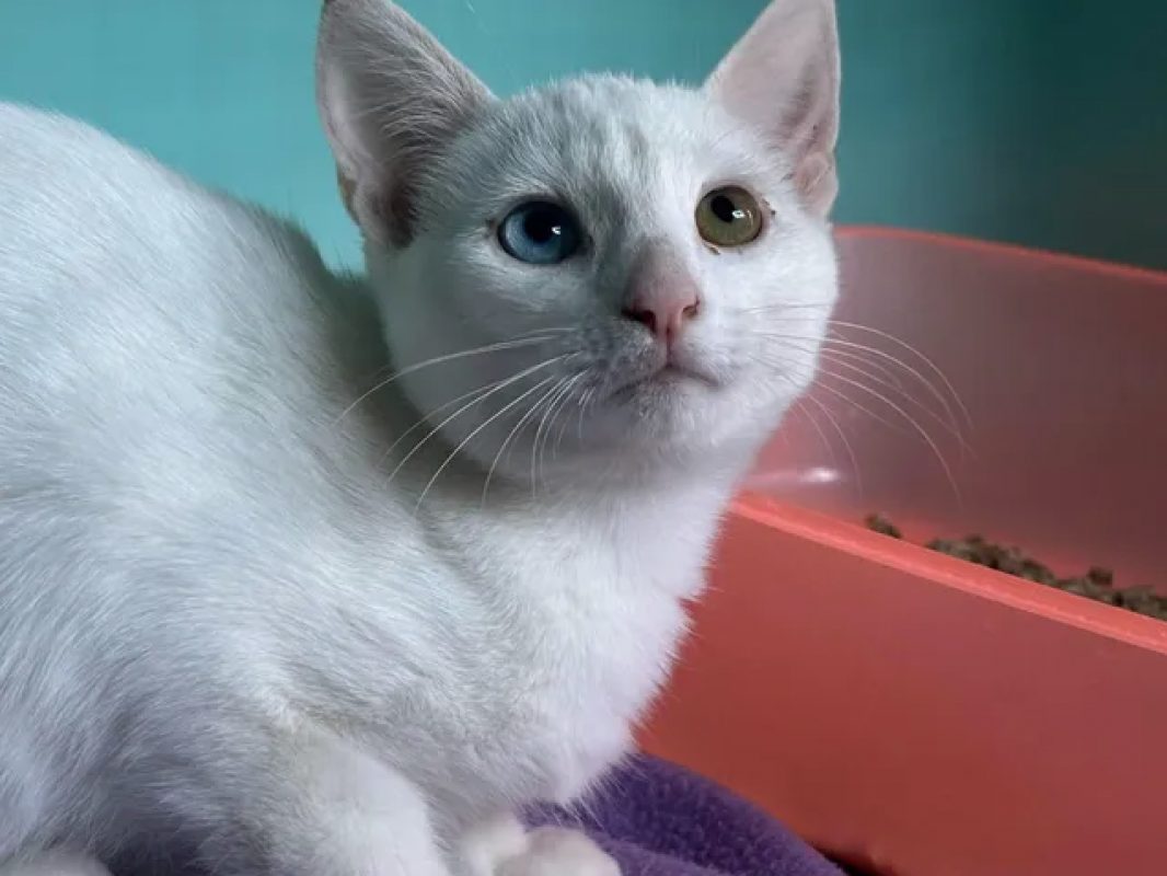 Casper - Chat Européen à adopter - photo 2