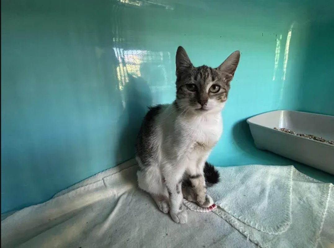 Margot - Chat Européen à adopter