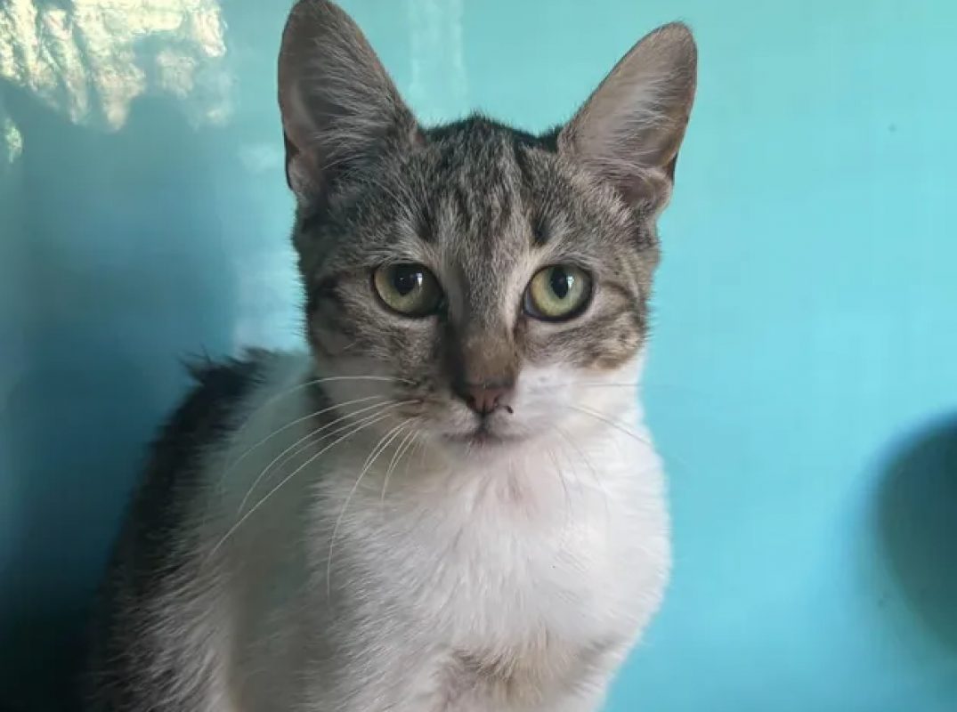 Margot - Chat Européen à adopter - photo 2
