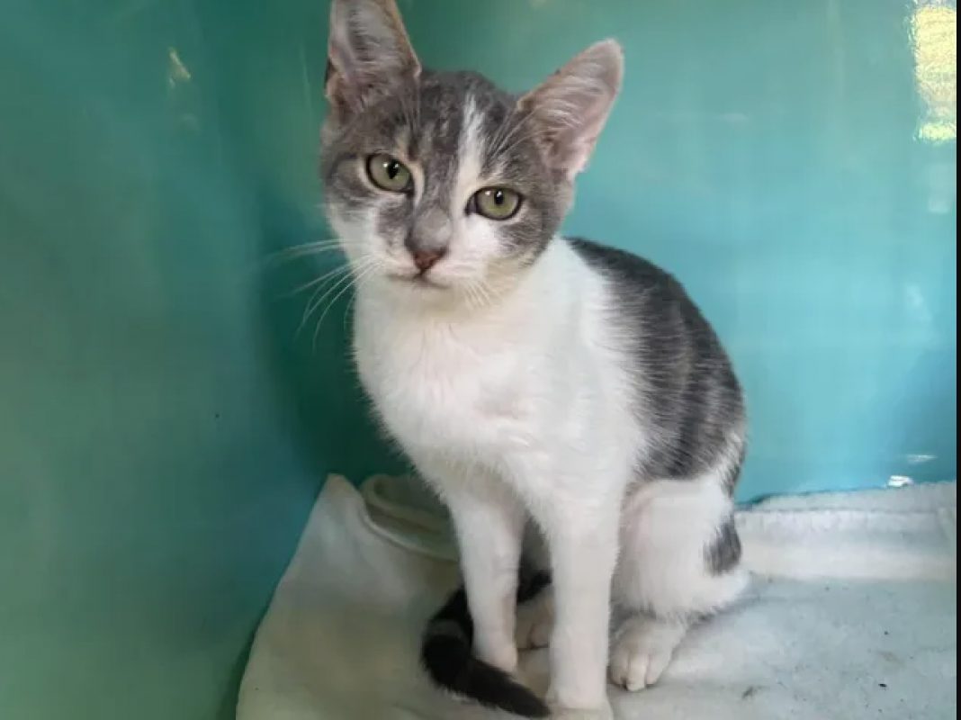 Vanillo - Chat Européen à adopter