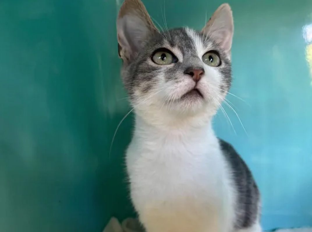 Vanillo - Chat Européen à adopter - photo 2
