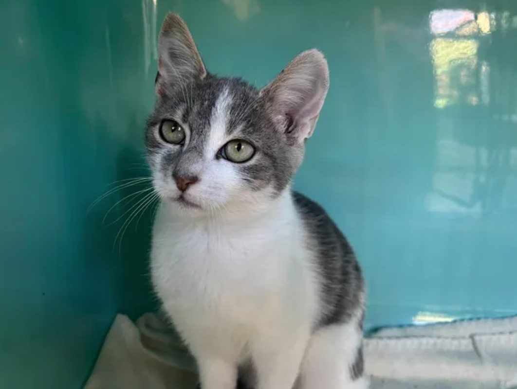 Vanillo - Chat Européen à adopter - photo 3