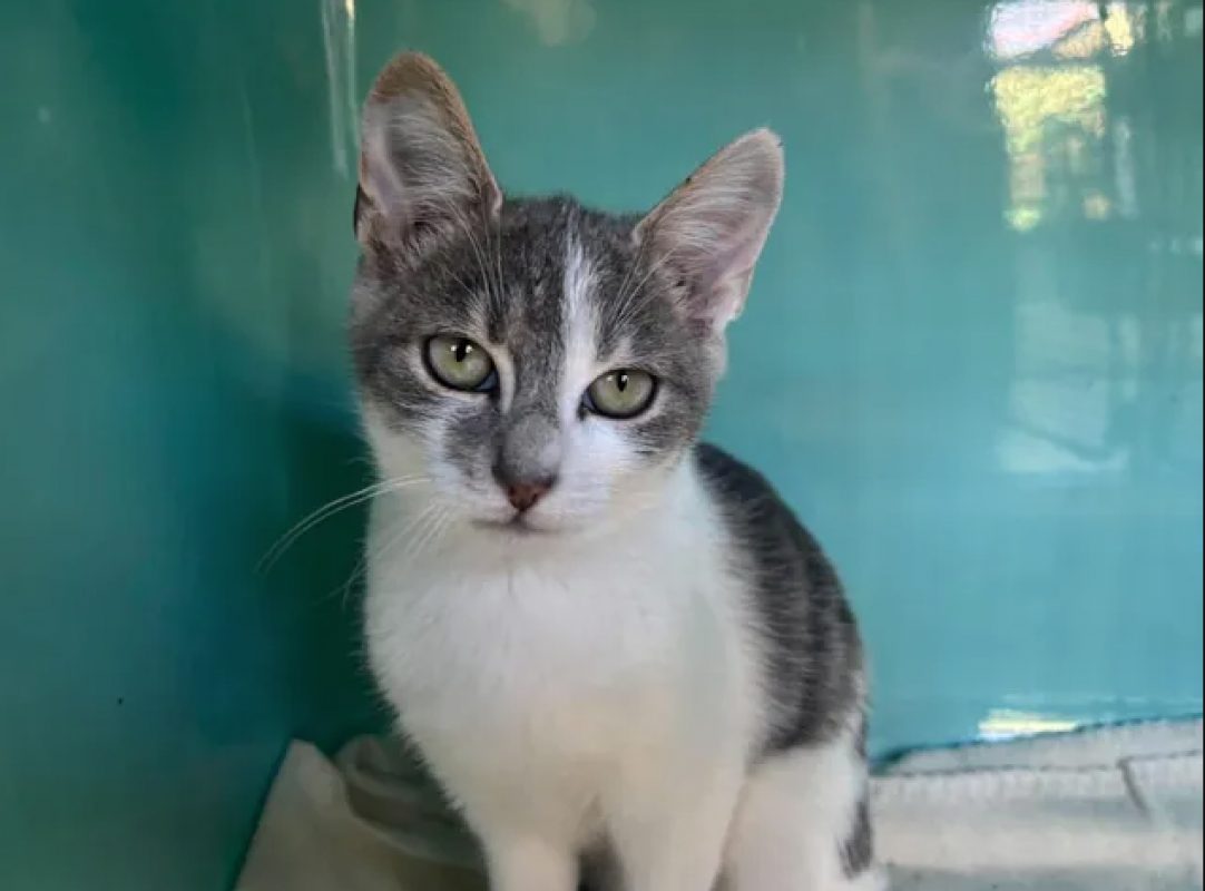 Vanillo - Chat Européen à adopter - photo 4