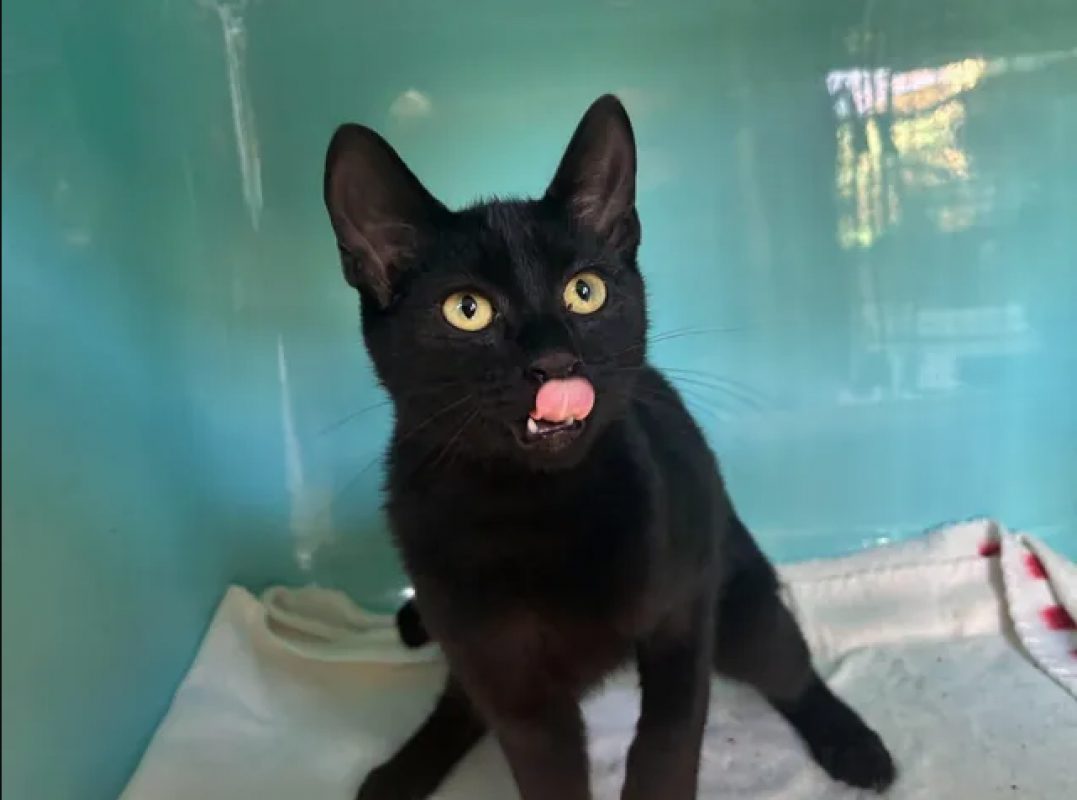Coco - Chat Européen à adopter