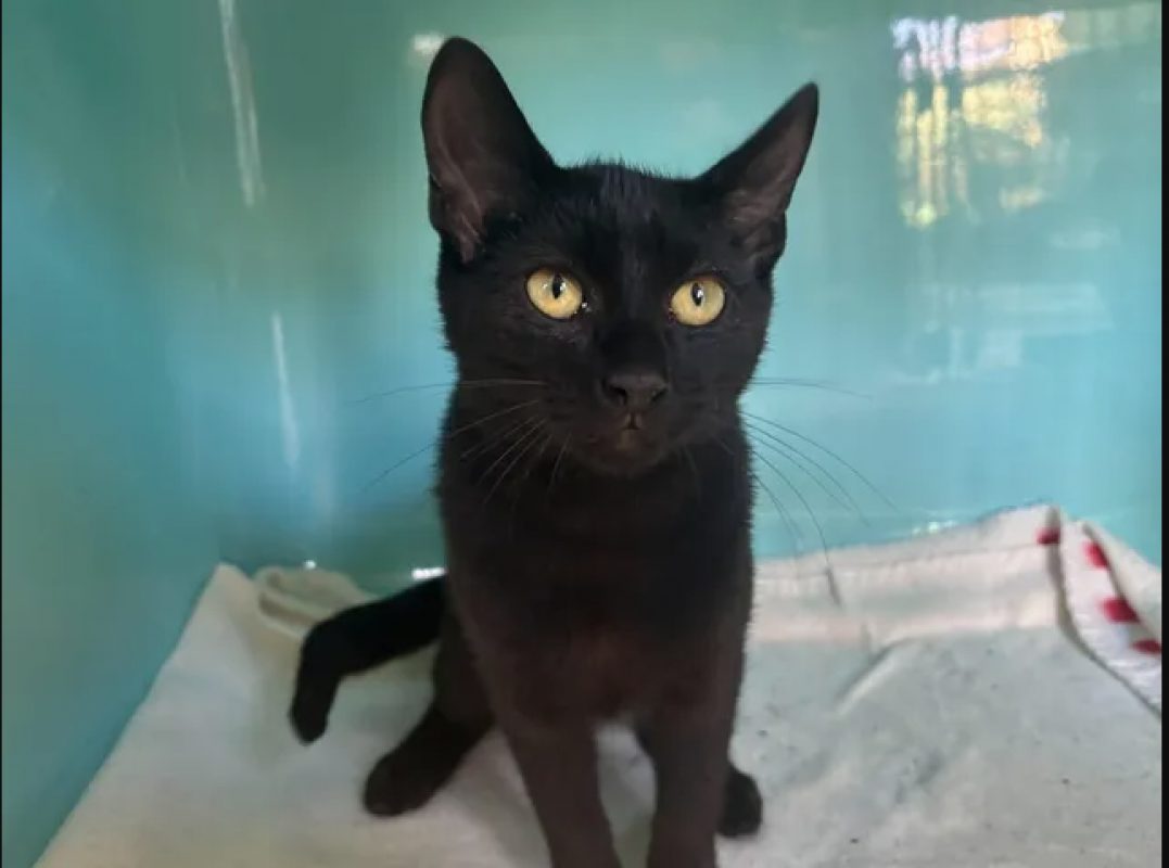 Coco - Chat Européen à adopter - photo 2