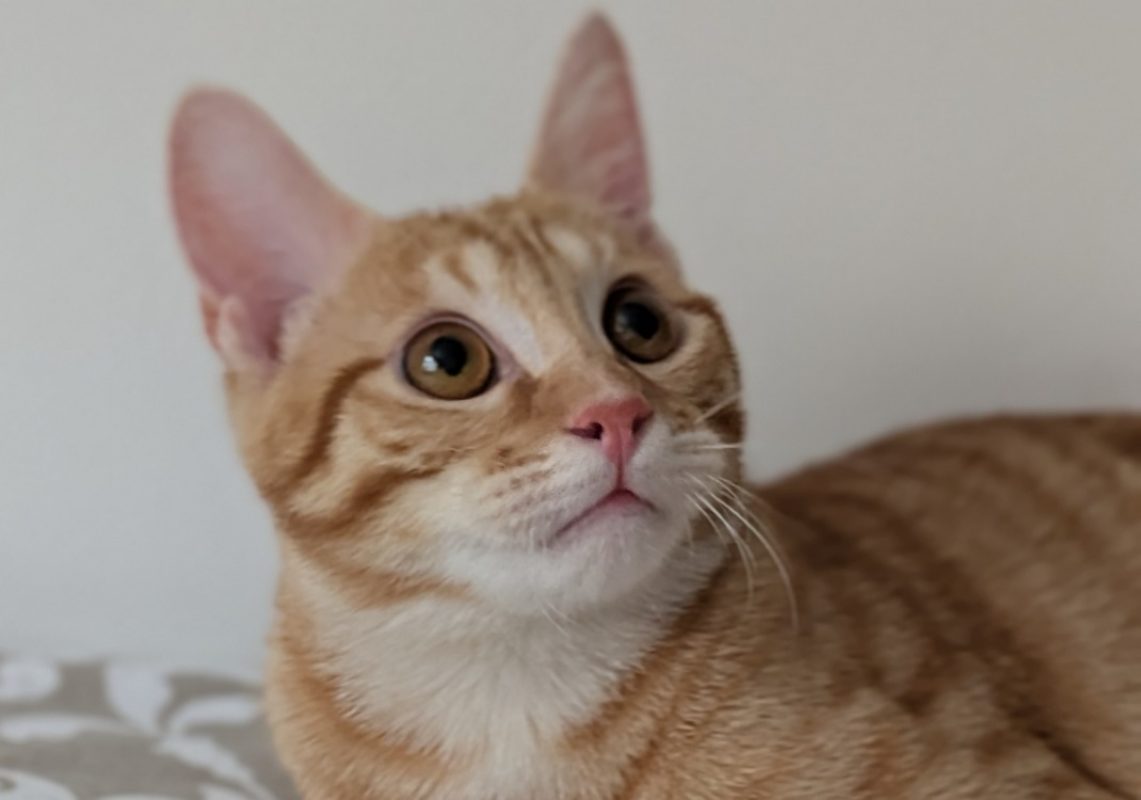 Magni - Chat Européen à adopter