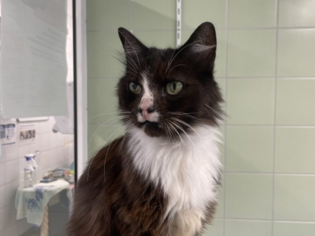 Firmin - Chat Européen à adopter