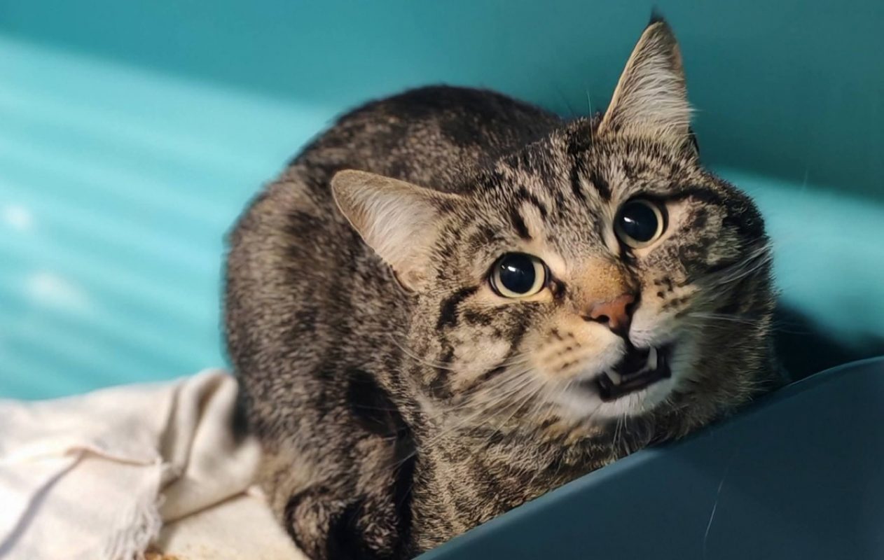 Lucy - Chat Européen à adopter