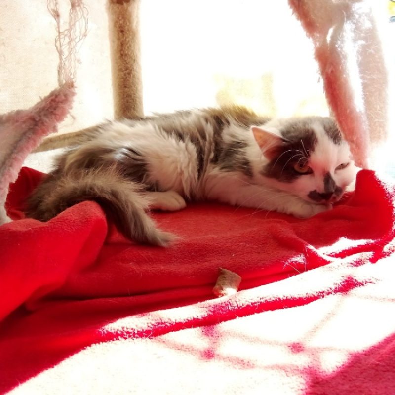 Scarlet - Chat Européen à adopter