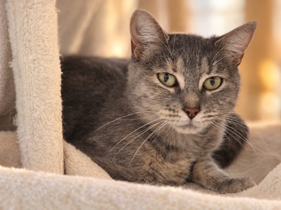 Prune - Chat Européen à adopter