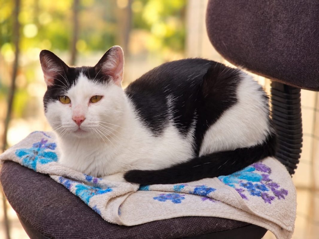 Sedai - Chat Européen à adopter