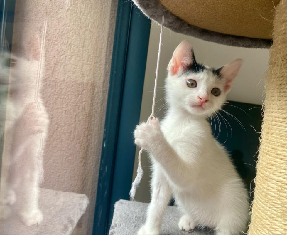 Carlos - Chat Européen à adopter