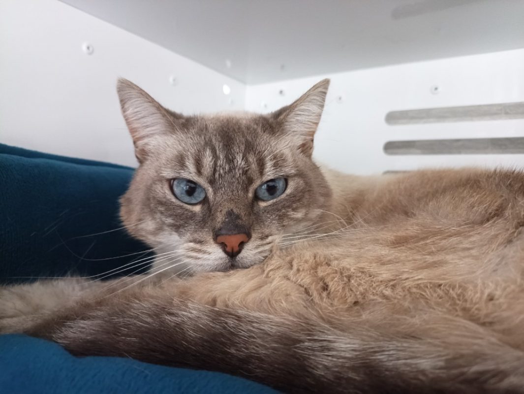 Mogli - Chat Européen à adopter