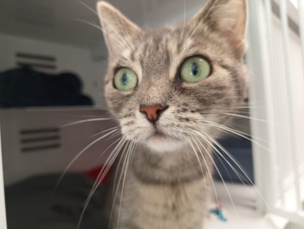 Salama - Chat Européen à adopter