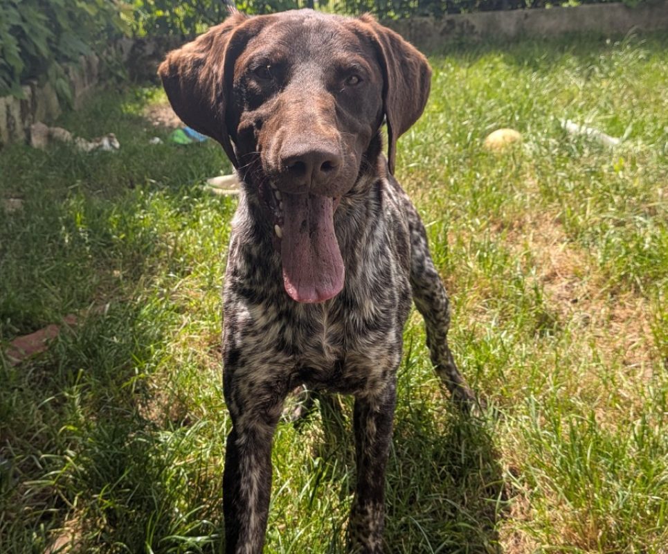 Rubble - Chien Braque allemand à poil court à adopter
