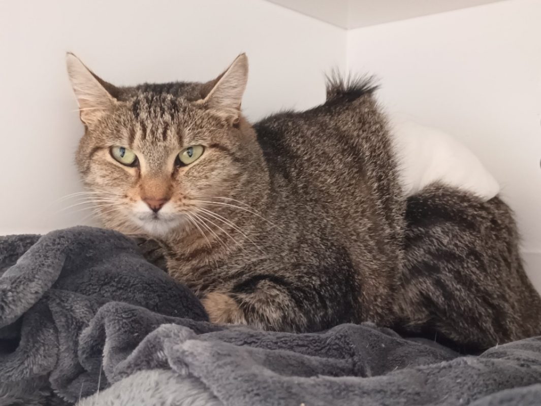 Grazia - Chat Européen à adopter