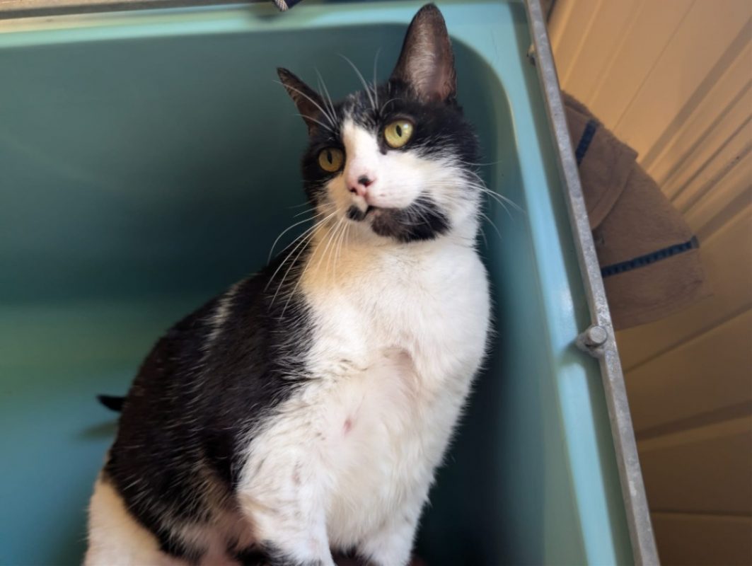 Chouquette - Chat Européen à adopter