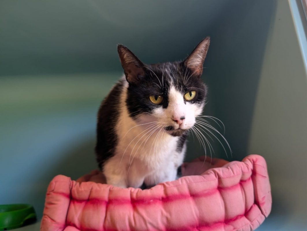 Chouquette - Chat Européen à adopter - photo 3