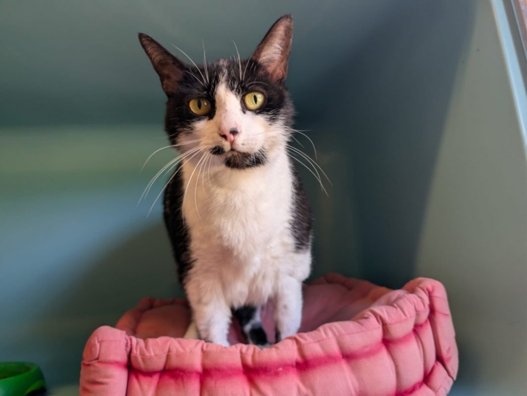Chouquette - Chat Européen à adopter - photo 4