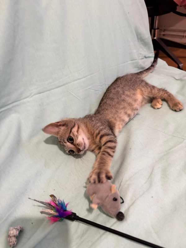 BEMOLE - Chat Européen à adopter