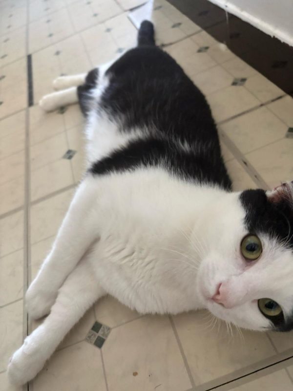 BAGHEERA - Chat Européen à adopter