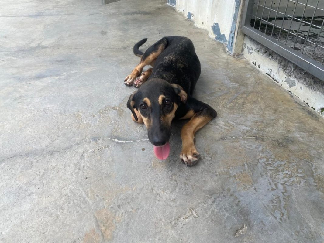 Mistinguette - Chien à adopter - photo 2