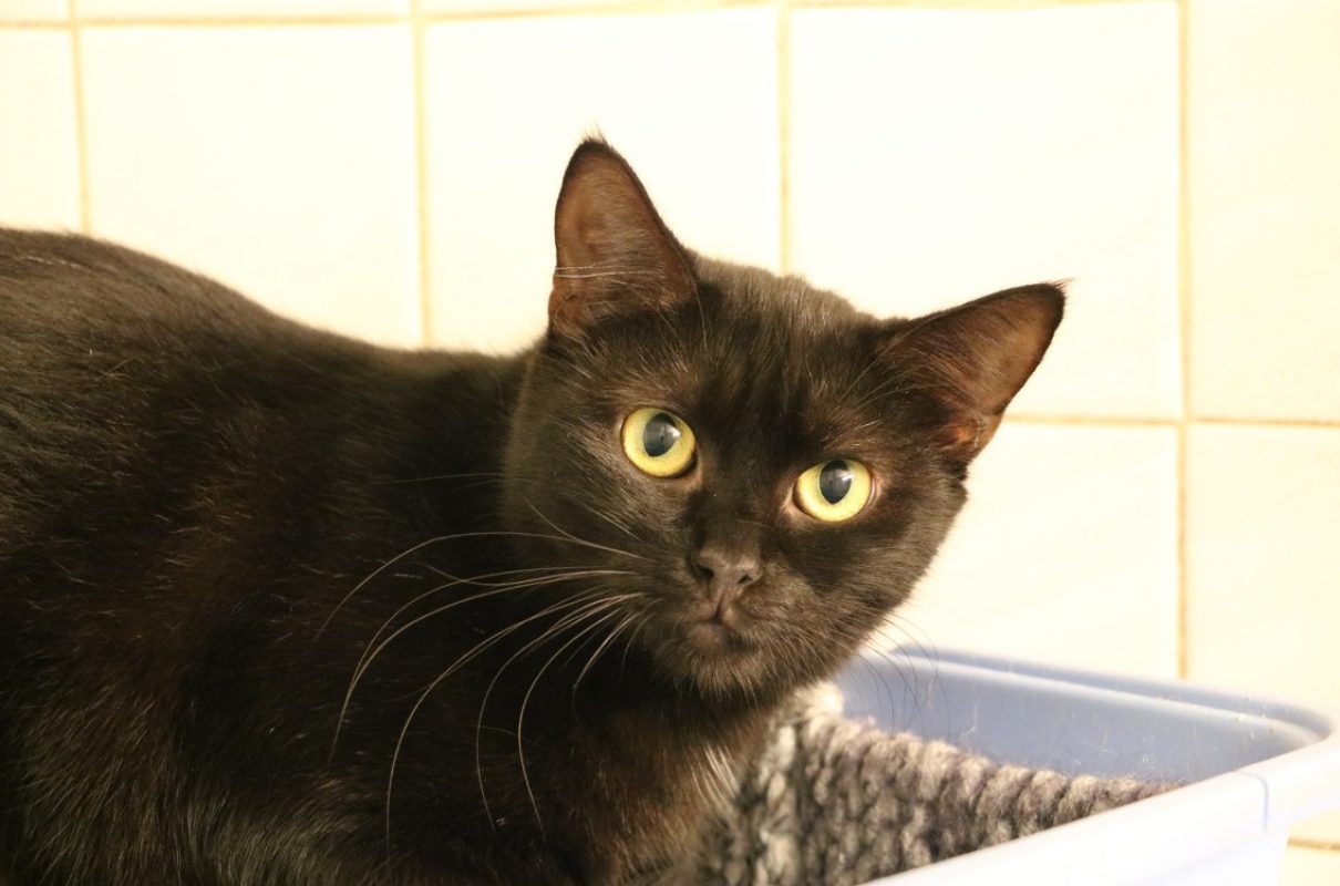 Voltige - Chat Européen à adopter