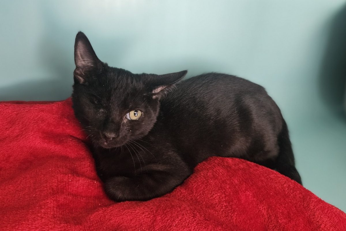 Sam - Chat Européen à adopter