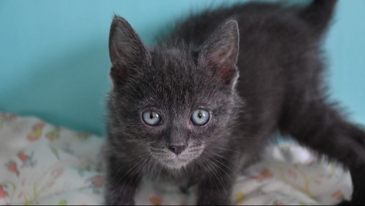 Coco - Chat Européen à adopter