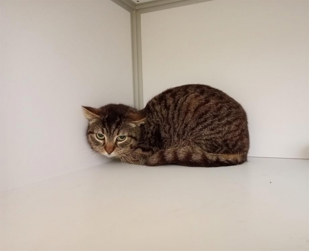 Photo #2 de Bilboquet