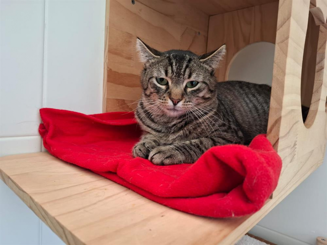 Photo #1 de Bilboquet