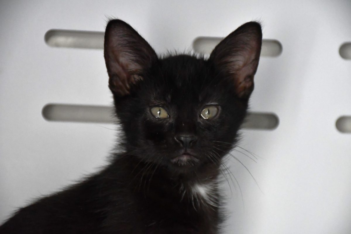Aiko - Chat Européen à adopter