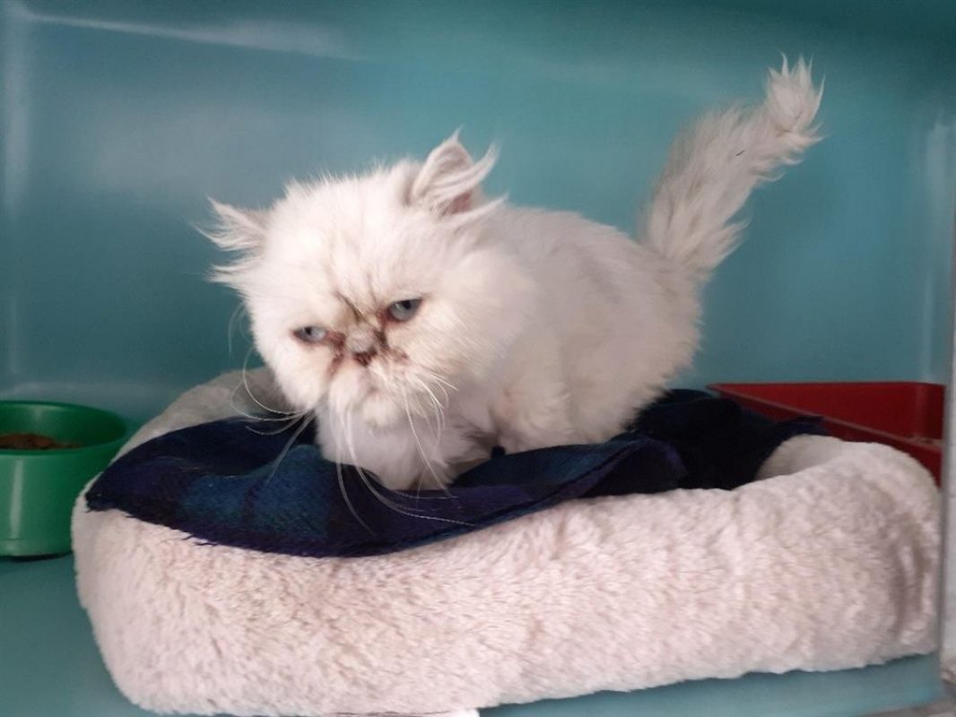 Sia - Chat Persan à adopter
