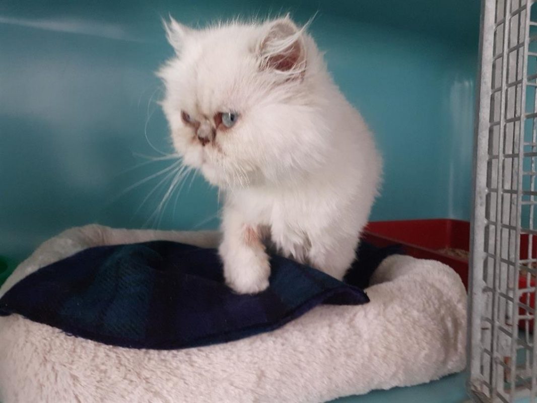 Sia - Chat Persan à adopter - photo 2
