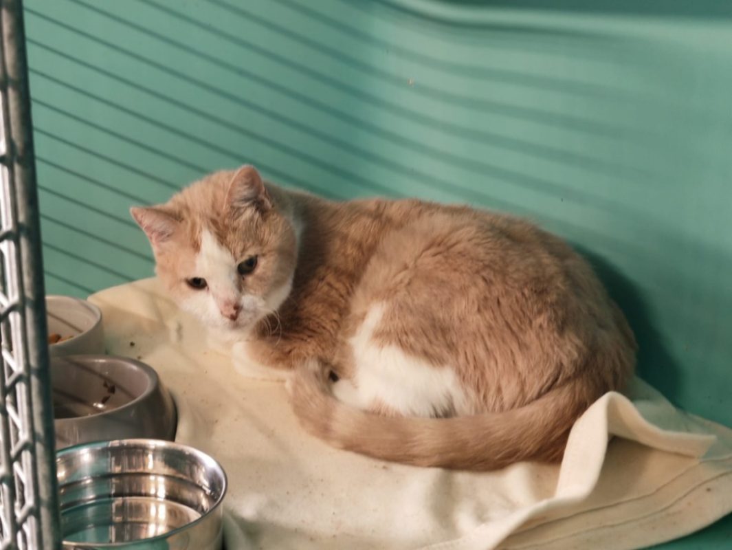 Iago - Chat Européen à adopter