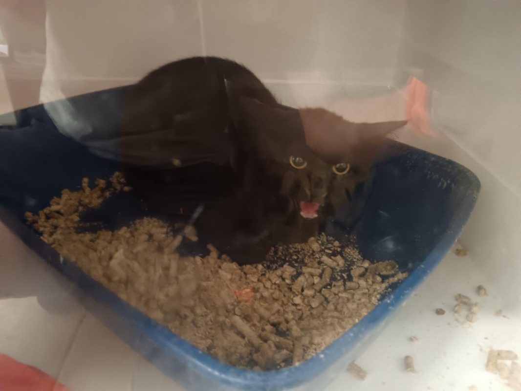 Vador - Chat Européen à adopter
