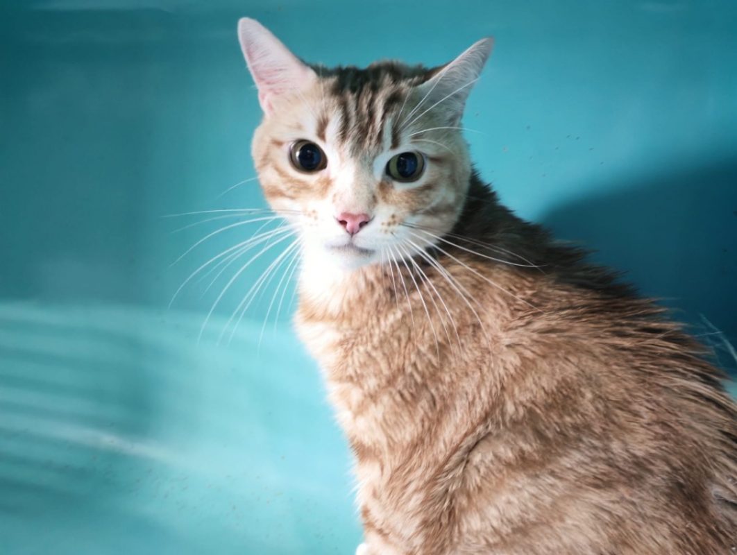 Hyde - Chat Européen à adopter